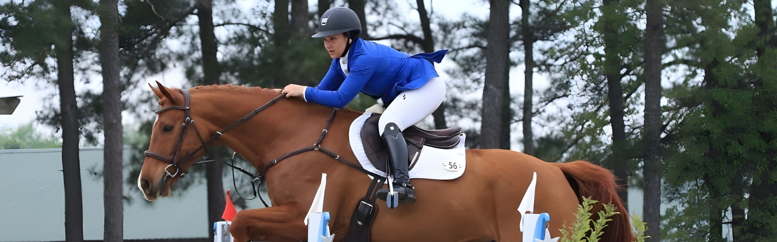 Equine Functional Medicine: Rethinking Lameness by Asking the Right Questions